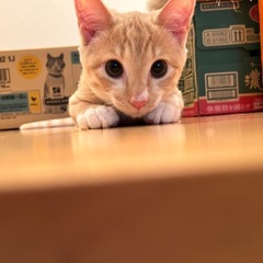 ずっとの家族ができました🍀パステル茶白  仮名：ミエル