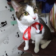 雑種猫 - 福岡市