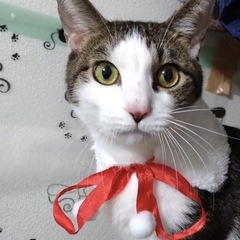 雑種猫 - 猫