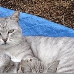 🐱美猫サバトラ　メス　手術済み