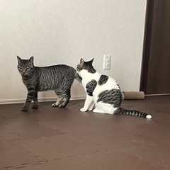 保護猫です