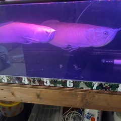 アルビノシルバーアロワナ、熱帯魚、古代魚の画像