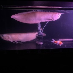 アルビノシルバーアロワナ、熱帯魚、古代魚の画像