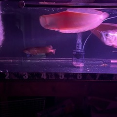 アルビノシルバーアロワナ、熱帯魚、古代魚の画像