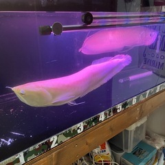 アルビノシルバーアロワナ、熱帯魚、古代魚の画像