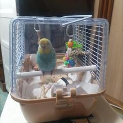 インコ好きの方、お友達になりませんか?