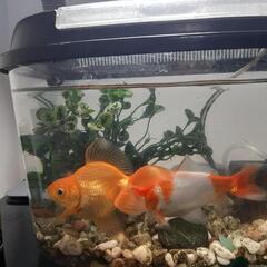 決まりました。  金魚2匹飼ってください。