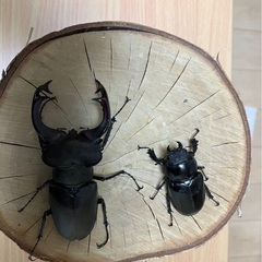 ユダイクスミヤマクワガタ　94㎜ペア