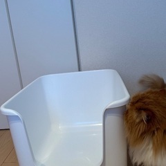 猫 特大トイレ⭐︎ONEKOSAMAの画像
