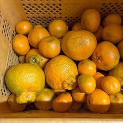 今治市発　家庭用加工品　はるみ5㎏