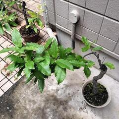 どんぐりがなる木　亡き祖父のクヌギの鉢植え 