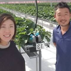 イチゴの収穫、出荷補助スタッフ
