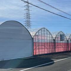 イチゴの収穫、出荷補助スタッフの画像