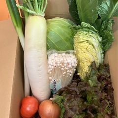 もりもり野菜セット(❹セット)