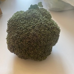 ブロッコリー買い取り決まりました。