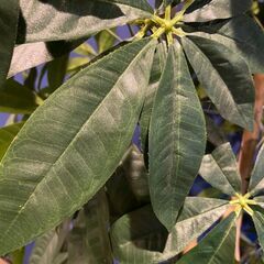 観葉植物（フェイクグリーン）２の画像