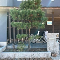 松の木（次の土日には切っちゃいます）