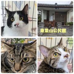 保護ニャン🐾御縁🎀繋ぐ譲渡会🩷