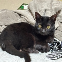 【至急】もうすぐで4歳の黒猫♀ ポンちゃん