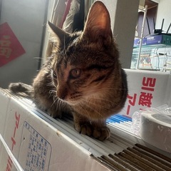 野良猫