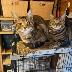 生後6ヶ月　メス　健美猫　もこちゃん　スキンシップ激しめ　避妊手術予定 - 筑西市