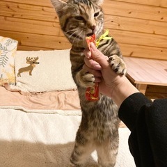 生後6ヶ月　メス　健美猫　もこちゃん　スキンシップ激しめ　避妊手術予定 - 里親募集