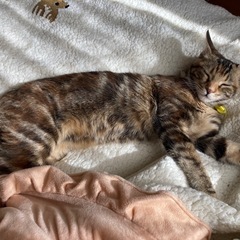 生後6ヶ月　メス　健美猫　もこちゃん　スキンシップ激しめ　避妊手術予定 − 茨城県