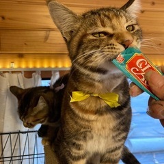 生後6ヶ月　メス　健美猫　もこちゃん　スキンシップ激しめ　避妊手術予定 - 猫