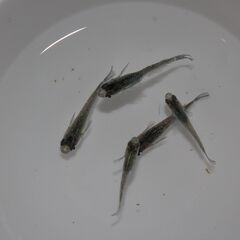 狛江市のメダカ販売｜お手頃価格でサファイアをお届け！の画像