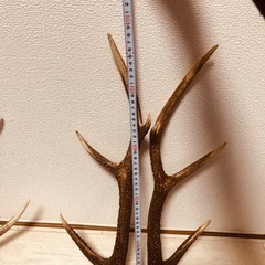 鹿の角4本セットの画像