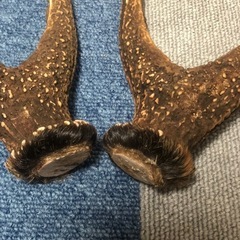 鹿の角4本セットの画像