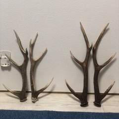 鹿の角4本セットの画像