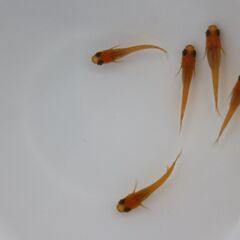 狛江市のメダカ販売｜お手頃価格で紅帝をお届け！の画像