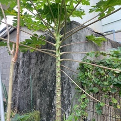 パパイヤ　紫陽花