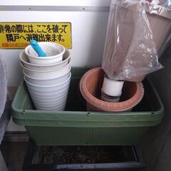 鉢植え　上げます