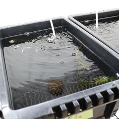狛江市のメダカ販売｜お手頃価格で夜桜ゴールドをお届けの画像