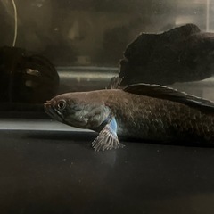 スネークヘッド 5匹

