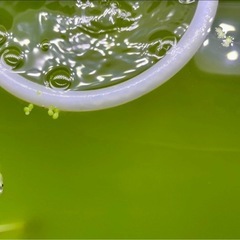 グリーンウォーター メダカ 金魚に 4Lまで無料