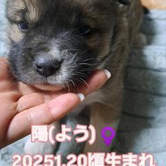 2025.1.20頃生まれ　陽ちゃん