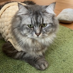 トライアル無しでの譲渡ですが、大切に育てて頂ける方募集です。