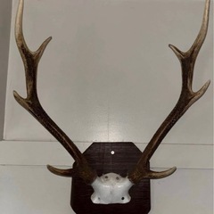 ニホンジカ 飾り 壁掛け 