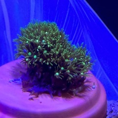 スターポリプ（スーパーメタリックグリーン）Mサイズの画像