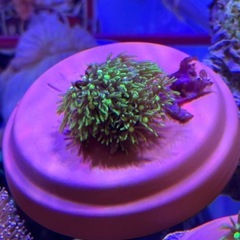 スターポリプ（スーパーメタリックグリーン）Mサイズの画像