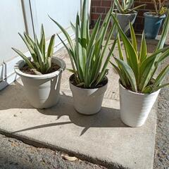アガベ　3鉢の画像
