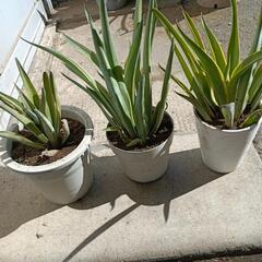 アガベ　3鉢の画像