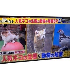 液晶テレビ　ハイセンス 55f60e  2019年