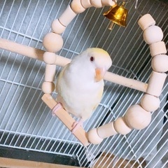 コザクラインコ