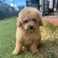 【飼い主様決まりました】トイプードル×ビションフリーゼの男の子🧸
