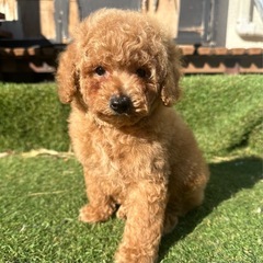 【飼い主様決まりました】トイプードル×ビションフリーゼの男の子🍪
