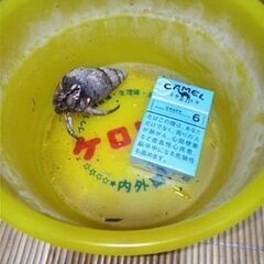 オカヤドカリ×３匹と飼育セット差し上げます